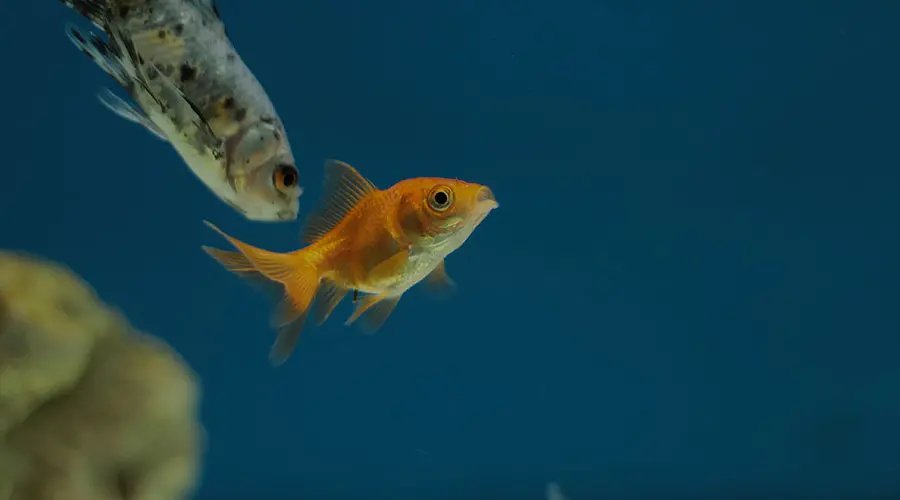 communicating-with-every-generation-fish-ocean
