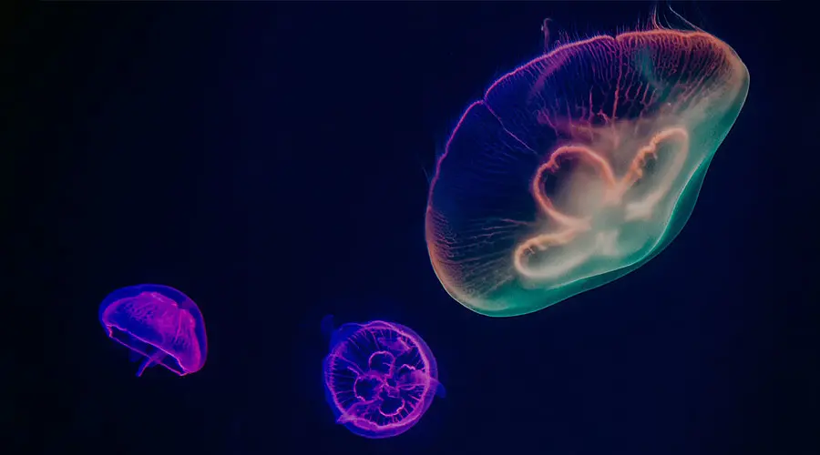 Stand out in a sea of sameness.  Three multi-color jellyfish.